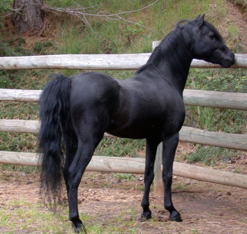 Brush Creek's Back In Black (Jack)