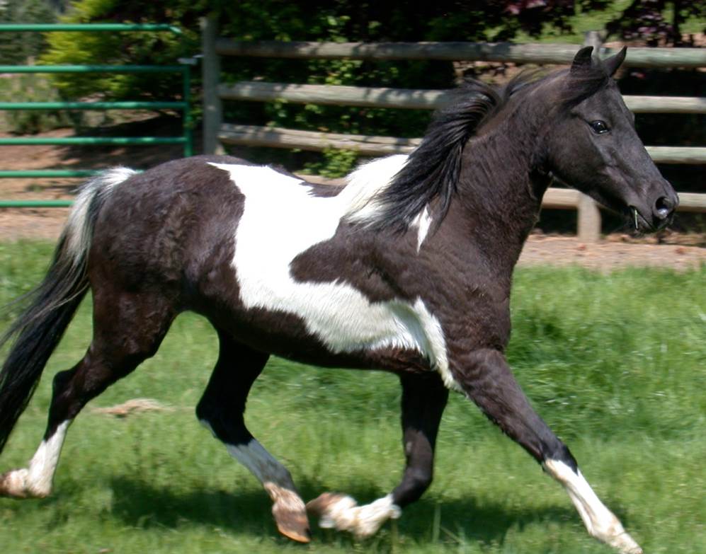 Lacey (Shades of Lace)