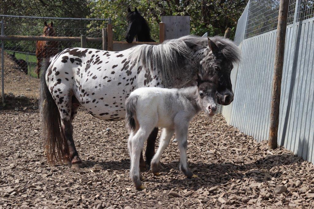 Unser erstes Fohlen im 2020