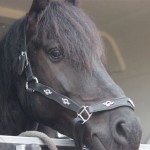 Schwarzenburg-2013-045