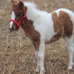 Schwarzenburg-2013-048