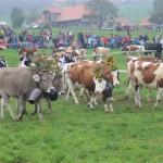 Schwarzenburg-2013-108