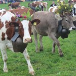 Schwarzenburg-2013-109