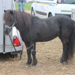 Schwarzenburg-2013-114