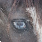 Schwarzenburg-2013-115