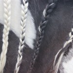 Schwarzenburg-2013-116