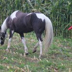 Schwarzenburg-2013-117