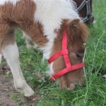 Schwarzenburg-2013-119