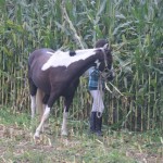 Schwarzenburg-2013-120