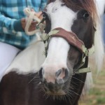 Schwarzenburg-2013-123