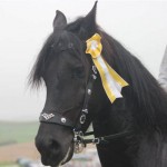 Schwarzenburg-2013-136