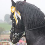 Schwarzenburg-2013-137