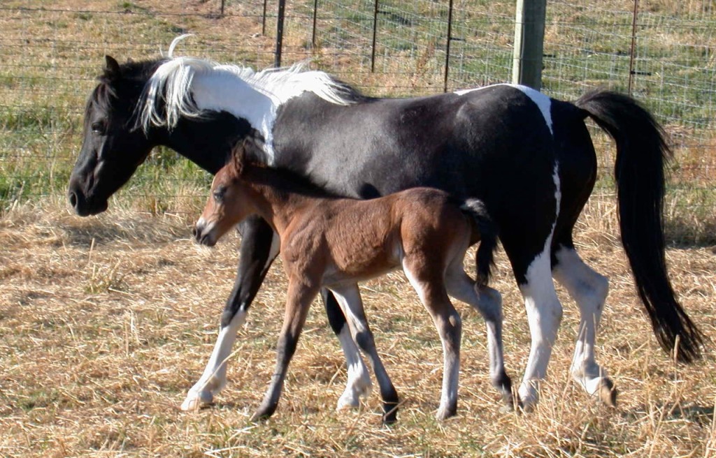 Windy (Wilk Just Abit Windy)