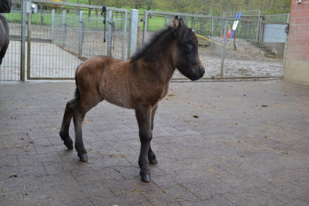 GERONIMO of amorina's special colors