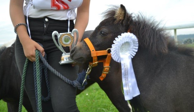Ponyausstellung 2016